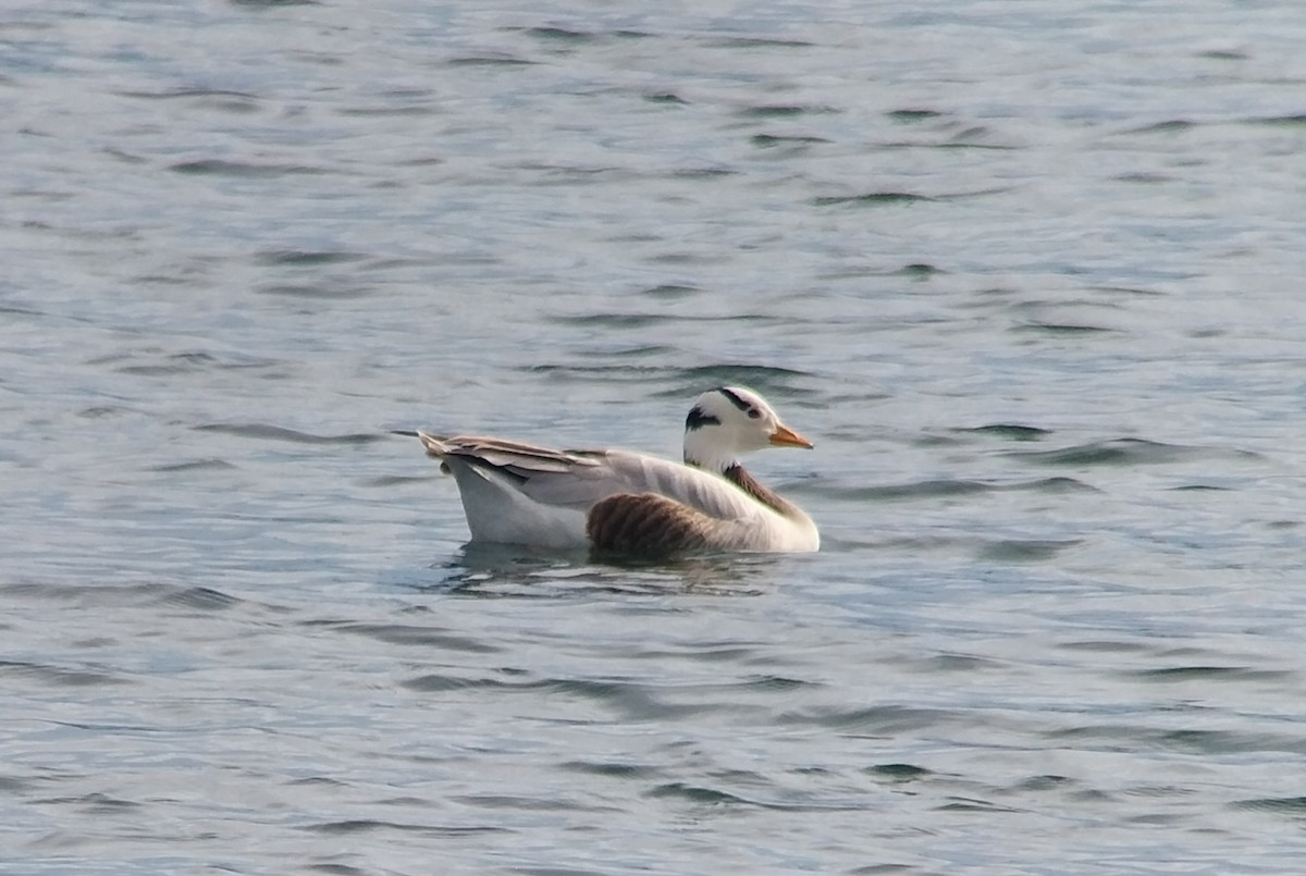 Bar-headed Goose - ML619810068