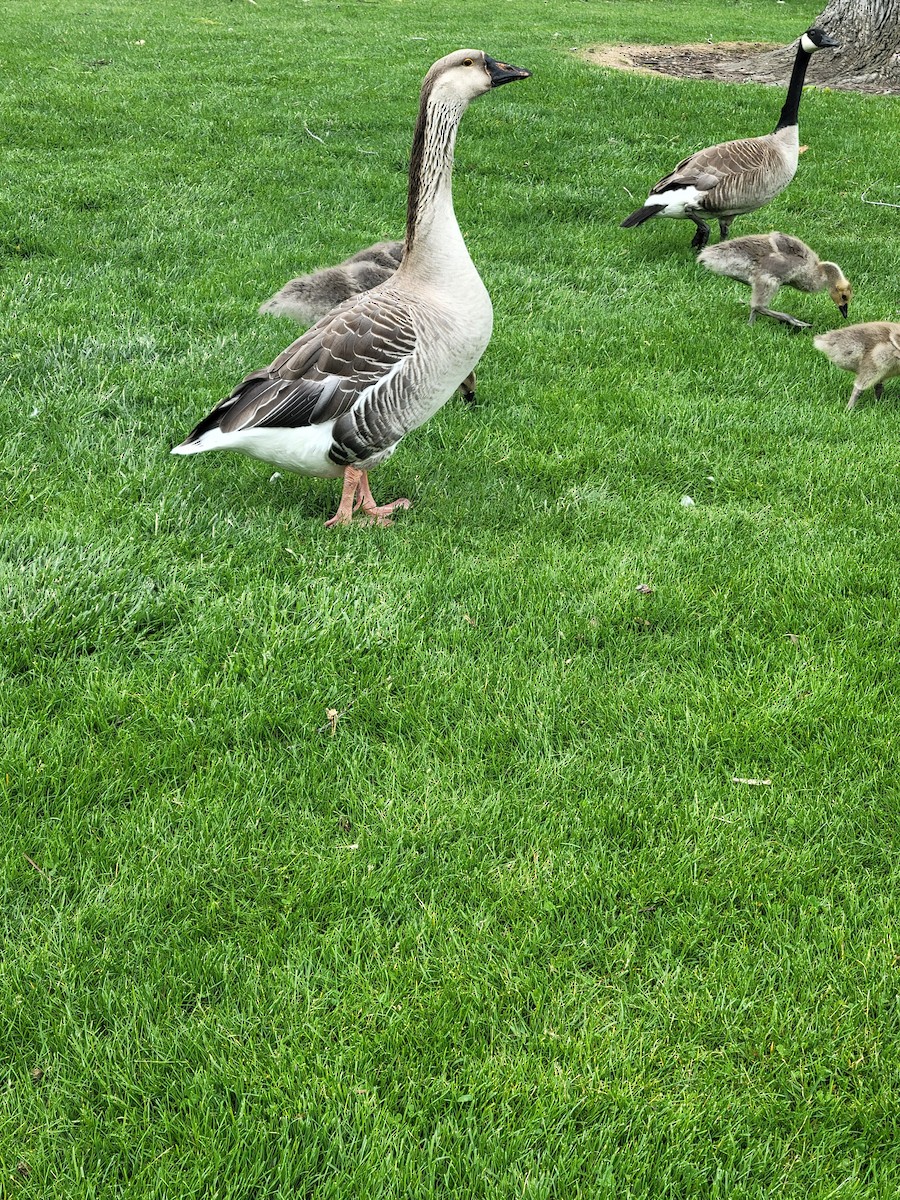 Canada Goose - ML619810076