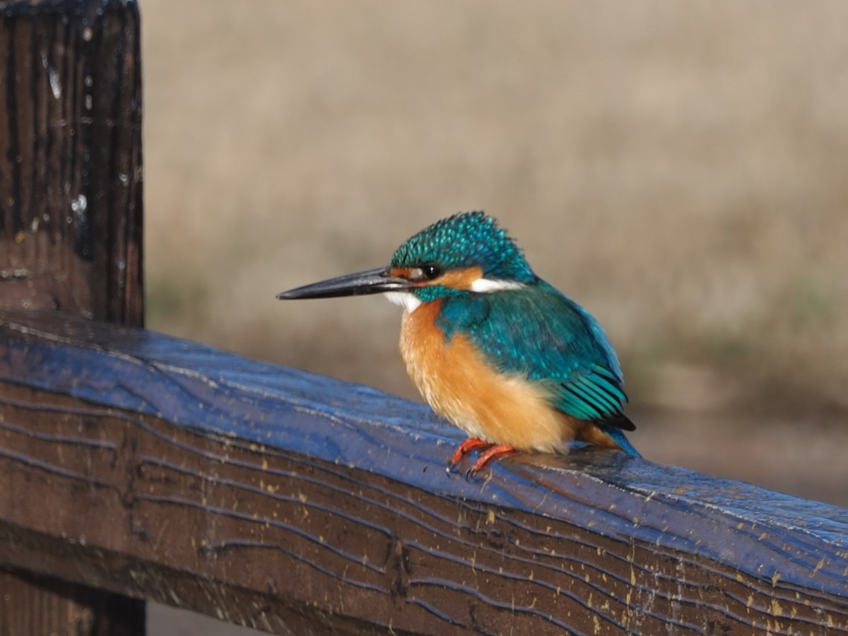 Common Kingfisher - ML619810095