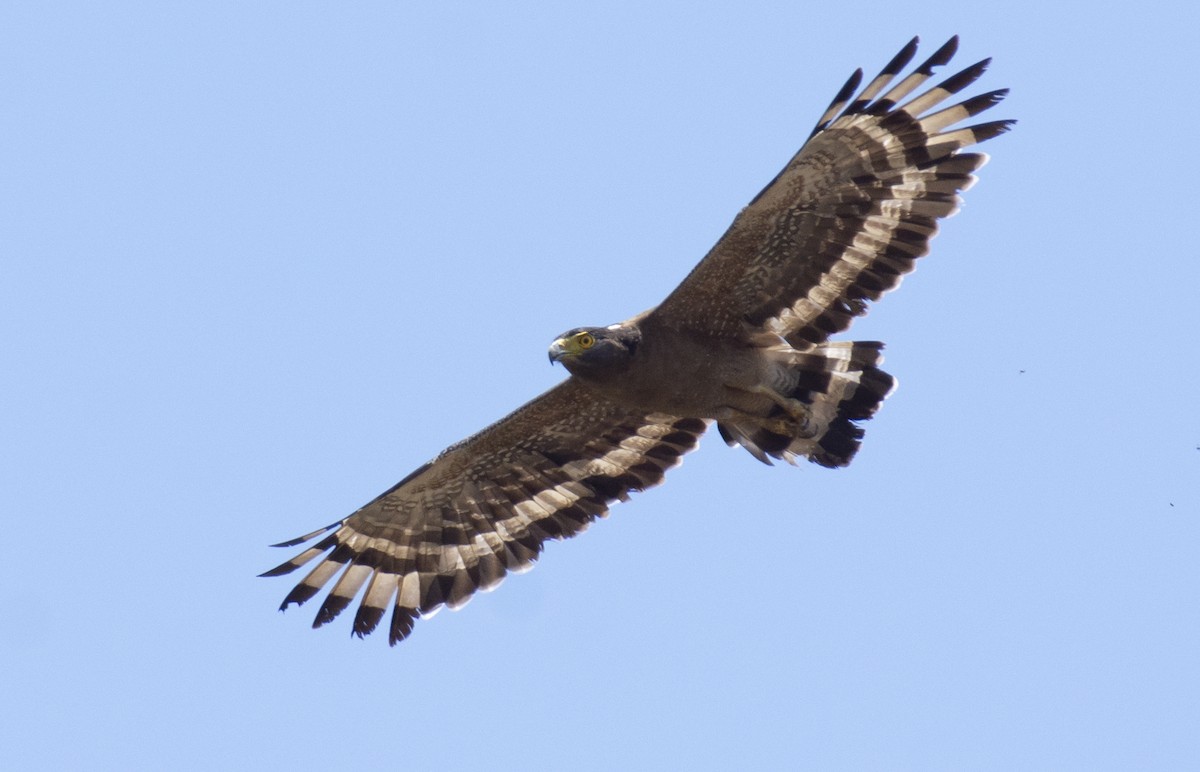 Crested Serpent-Eagle - ML619810102