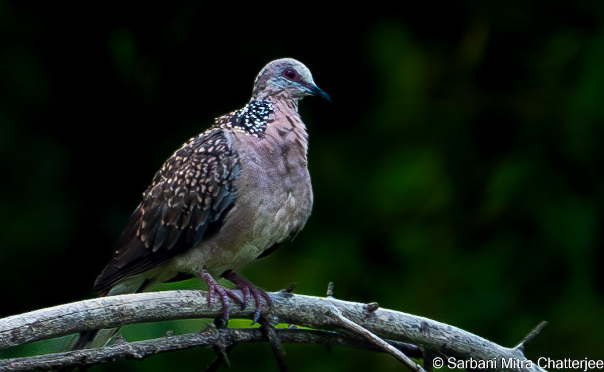 Spotted Dove - ML619810125