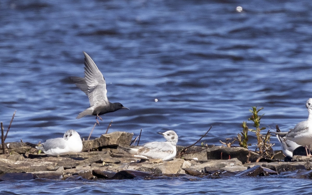 Black Tern - Ed kendall