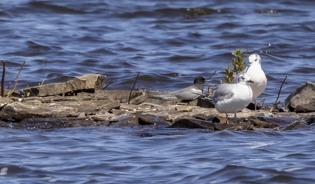 Black Tern - ML619810132