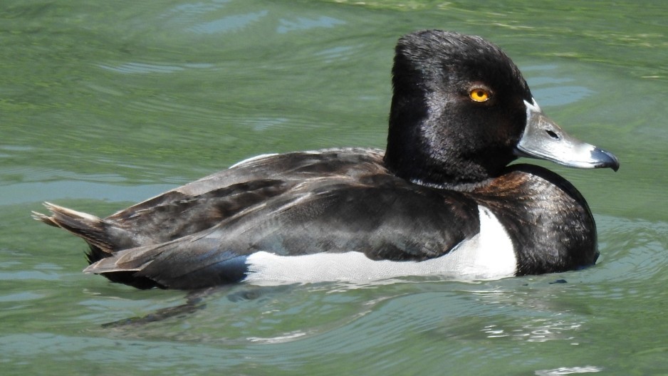 Ring-necked Duck - ML619810134