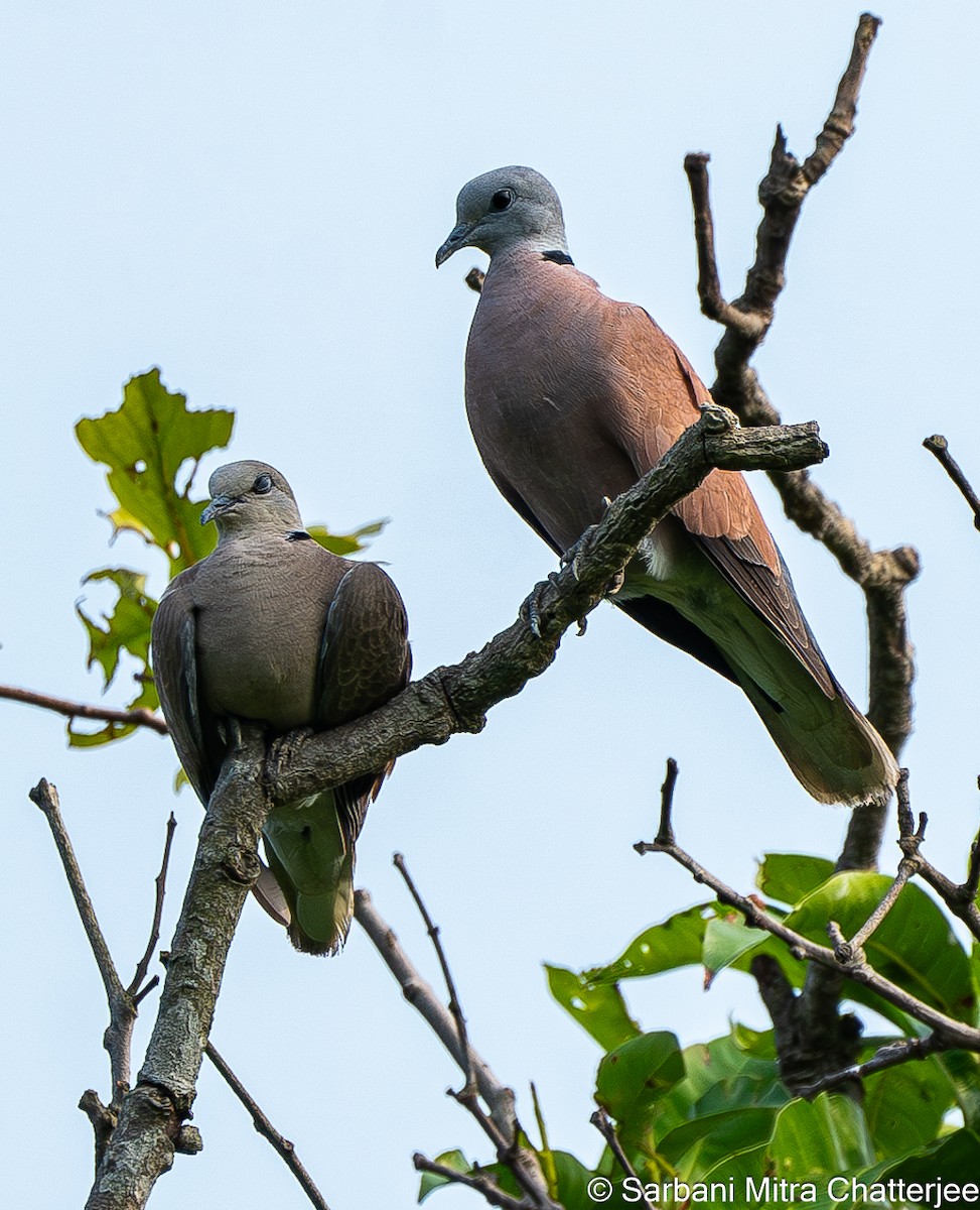 Red Collared-Dove - ML619810135
