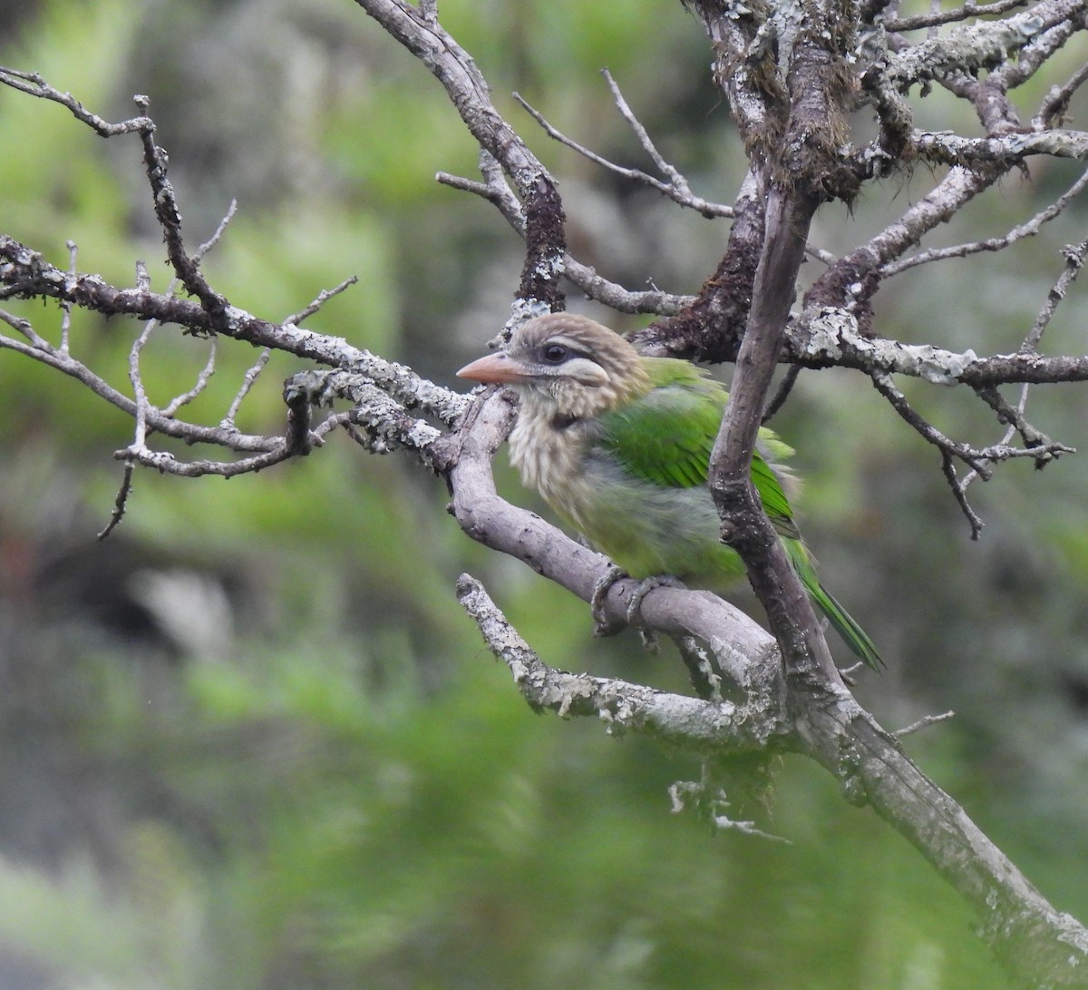 White-cheeked Barbet - ML619810136