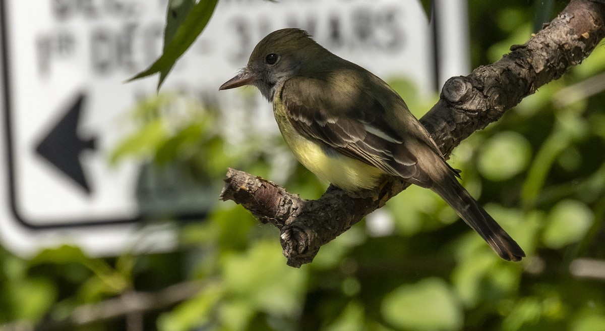 Great Crested Flycatcher - ML619810137
