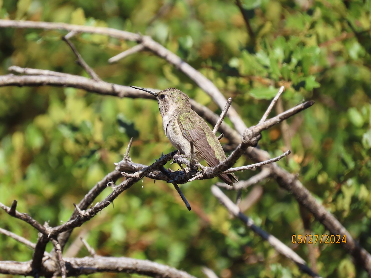 Costa's Hummingbird - ML619810151