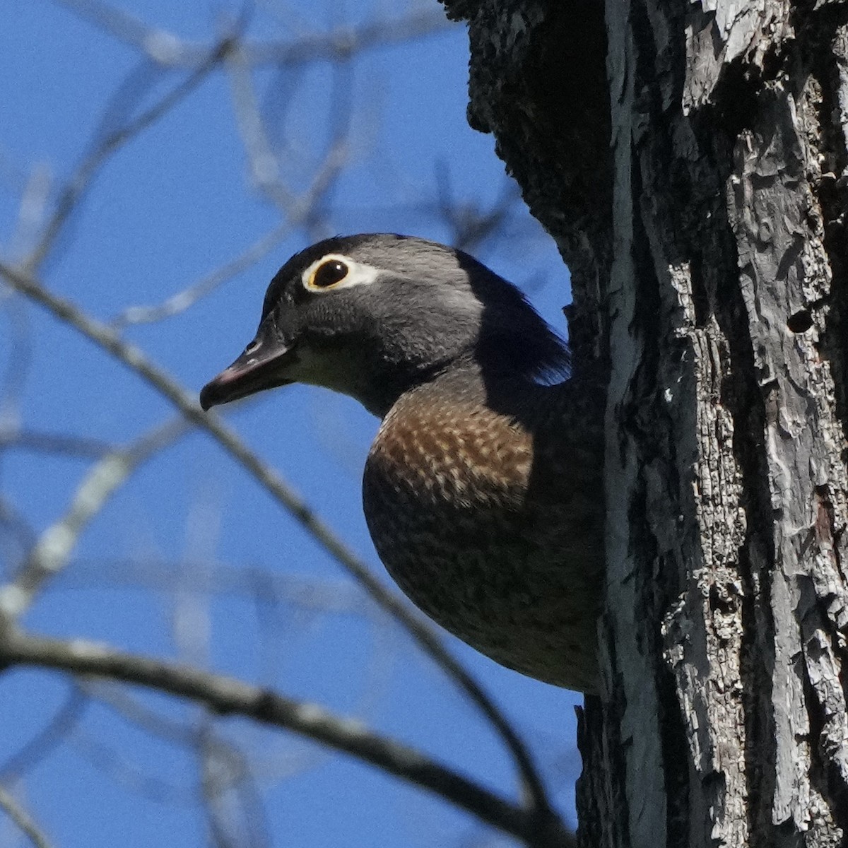 Wood Duck - ML619810152