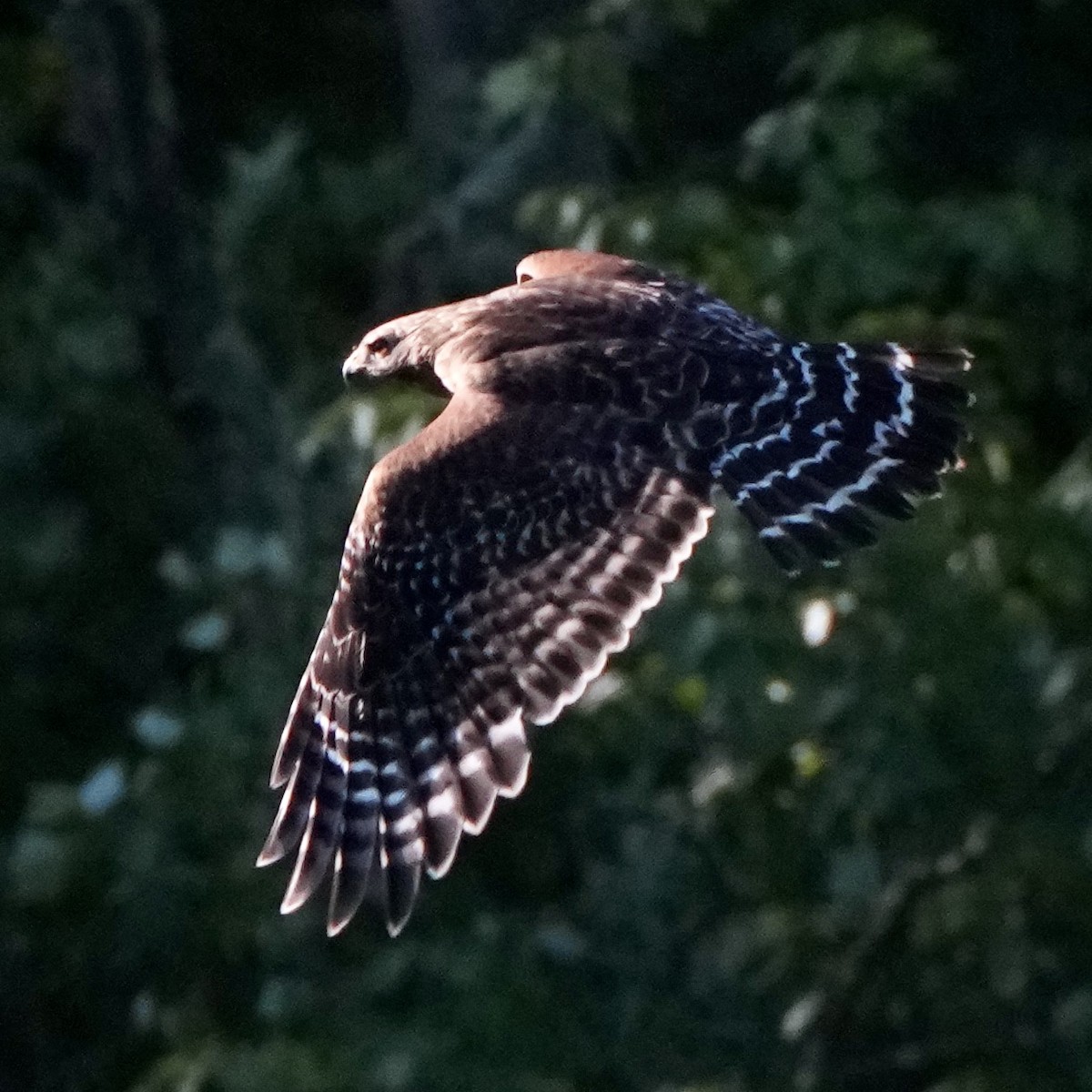 Red-shouldered Hawk - ML619810172