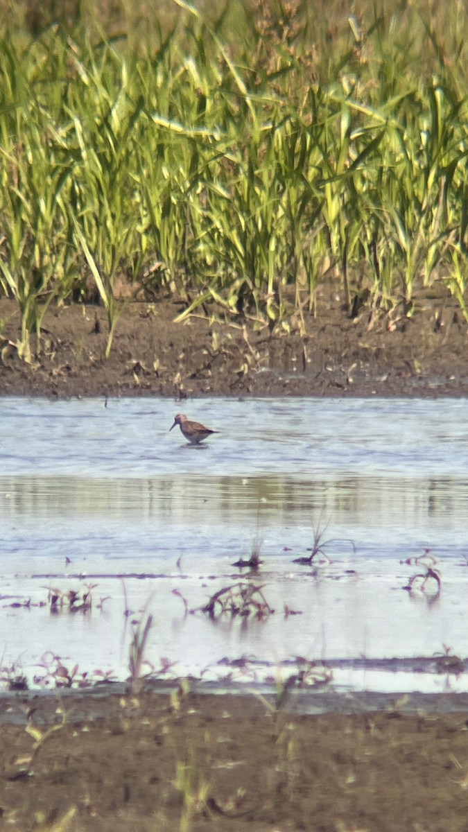 White-rumped Sandpiper - ML619810183