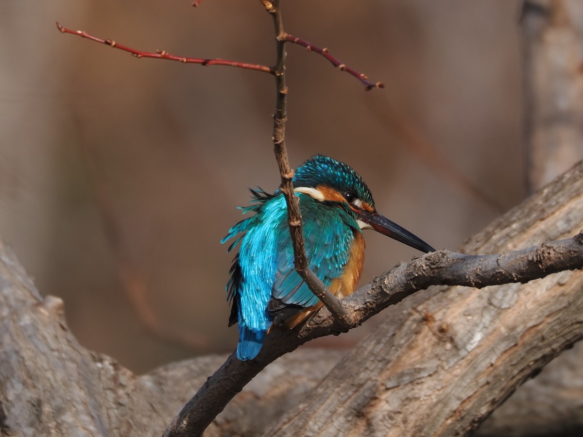 Common Kingfisher - ML619810187