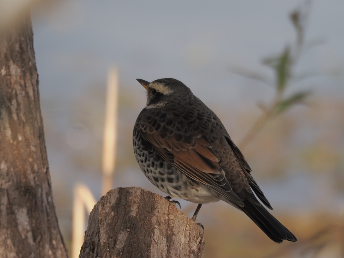 Dusky Thrush - ML619810190