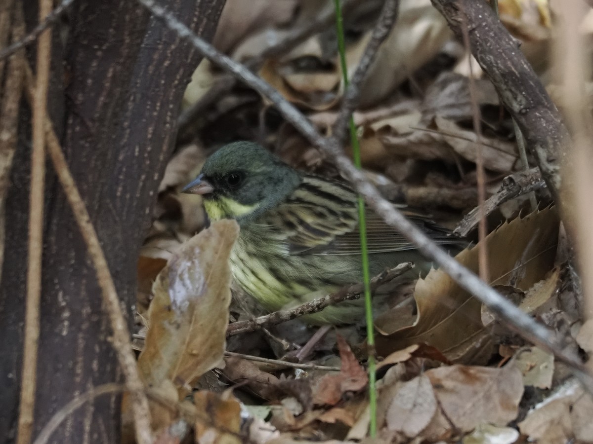 Masked Bunting - ML619810199