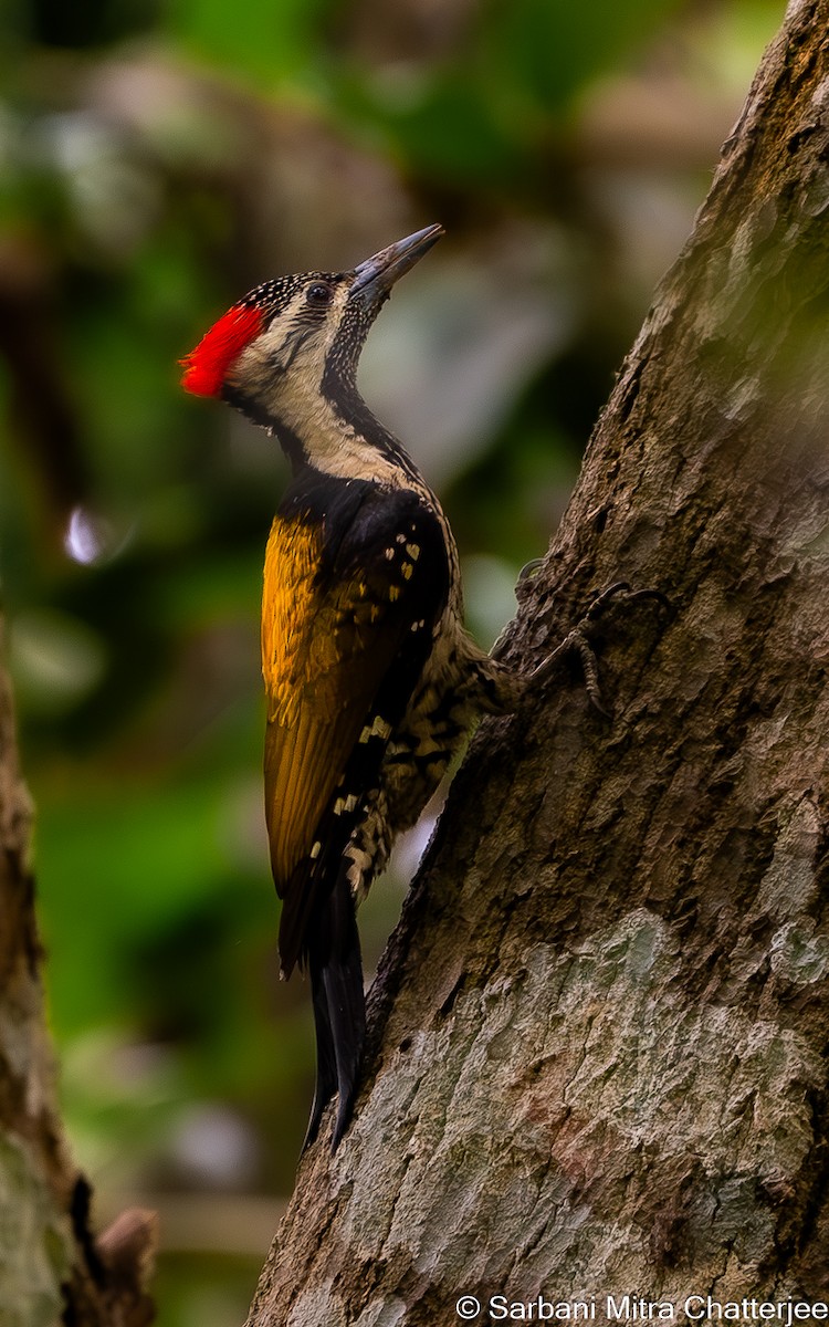 Black-rumped Flameback - ML619810202