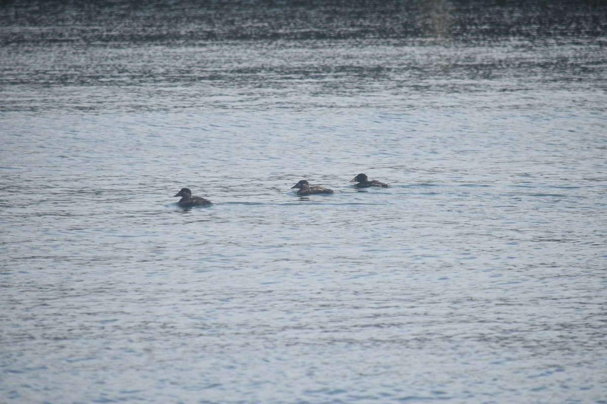 Surf Scoter - ML619810213