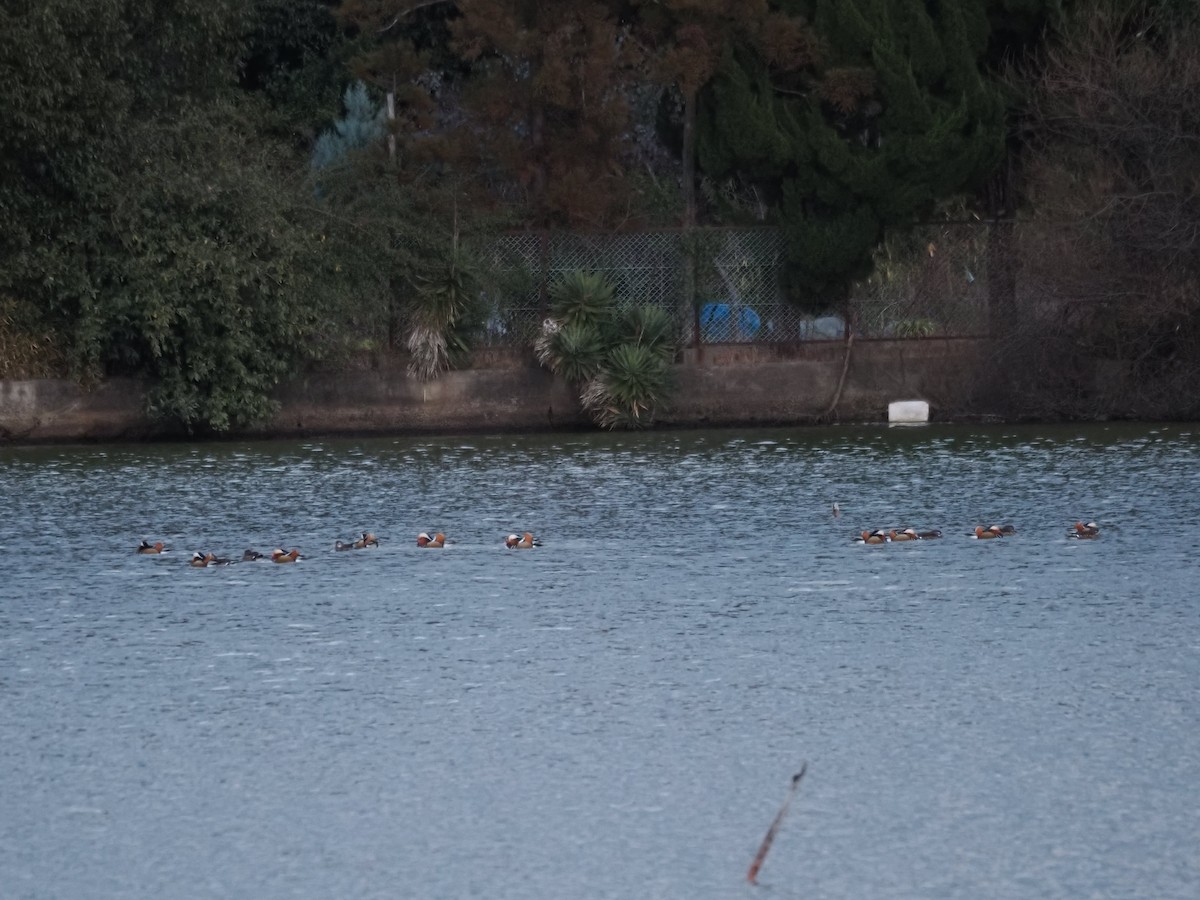 Mandarin Duck - ML619810223