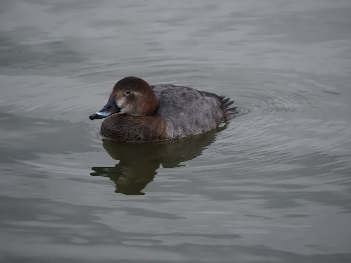 Common Pochard - ML619810227