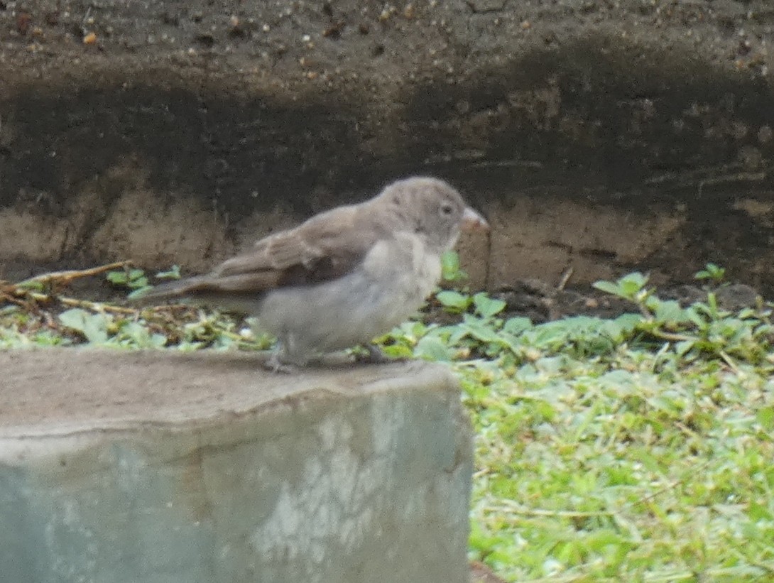 Yellow-spotted Bush Sparrow - ML619810229