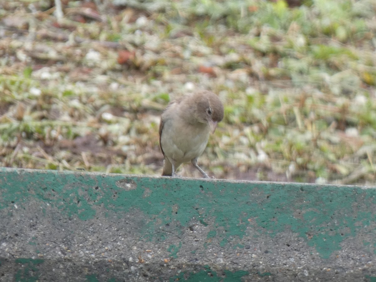 Yellow-spotted Bush Sparrow - ML619810230