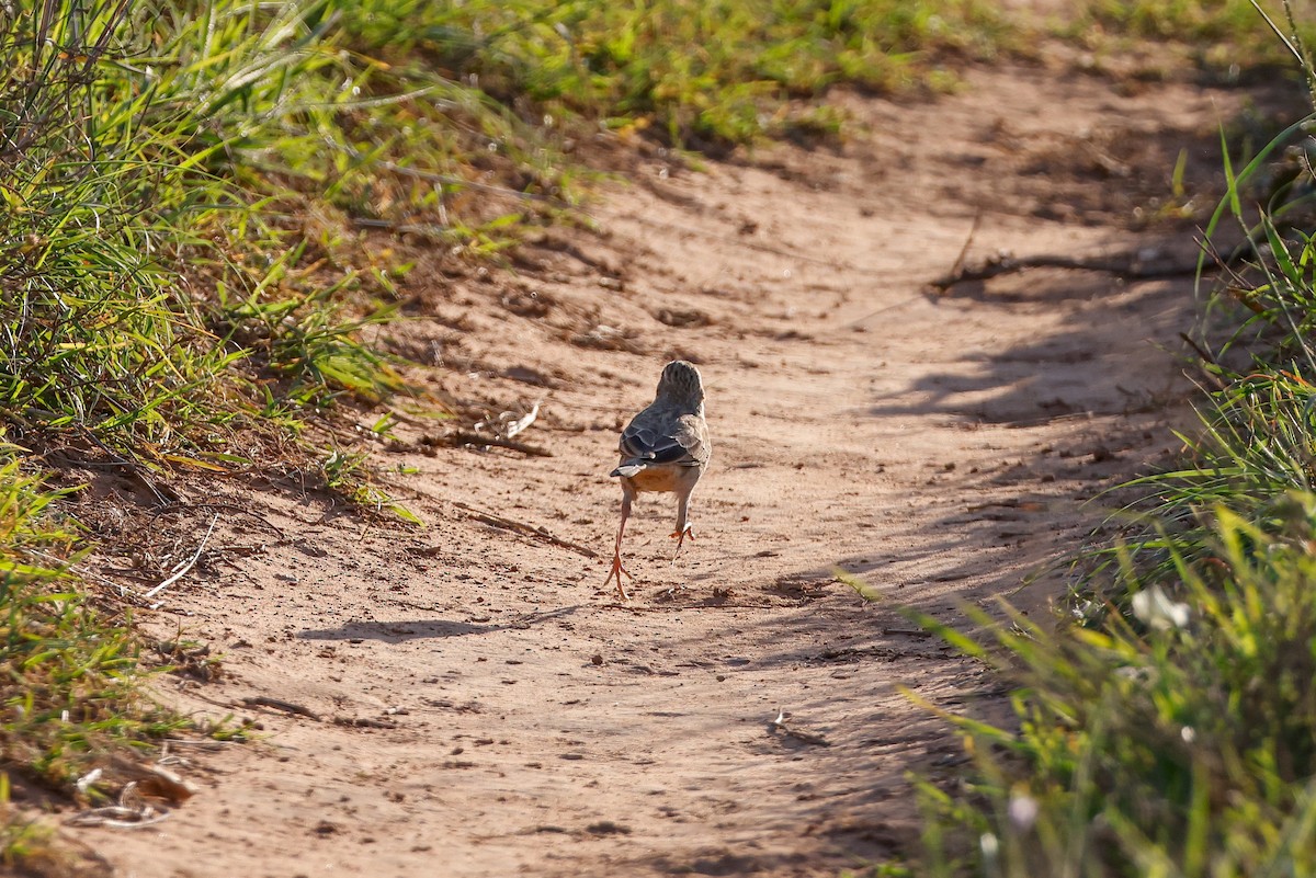 African Pipit - ML619810237