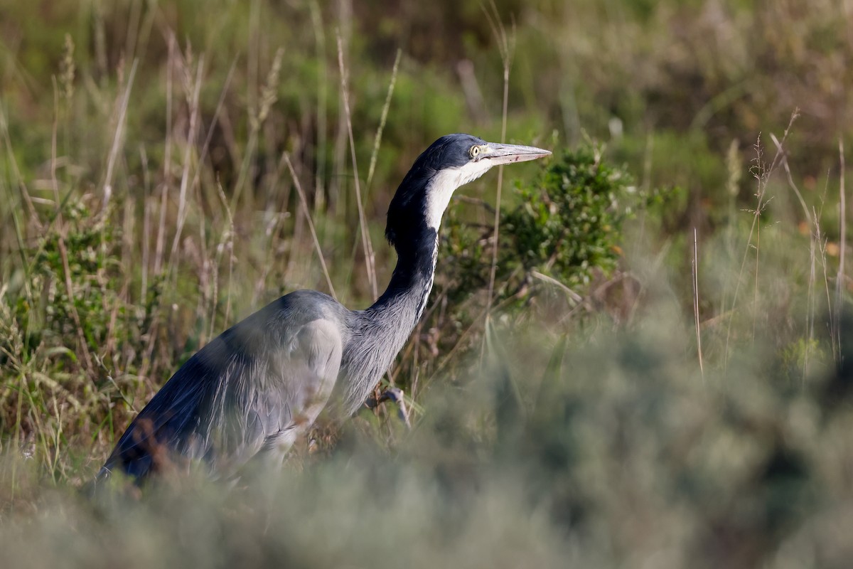 Black-headed Heron - ML619810238