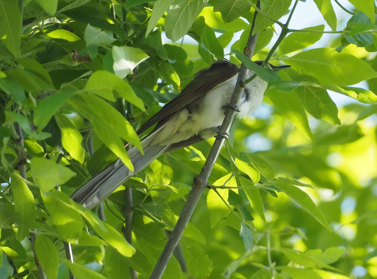 Black-billed Cuckoo - ML619810315