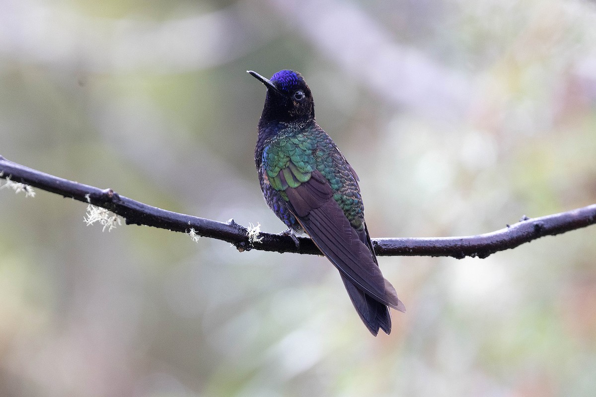 kolibřík hyacintový - ML619810322