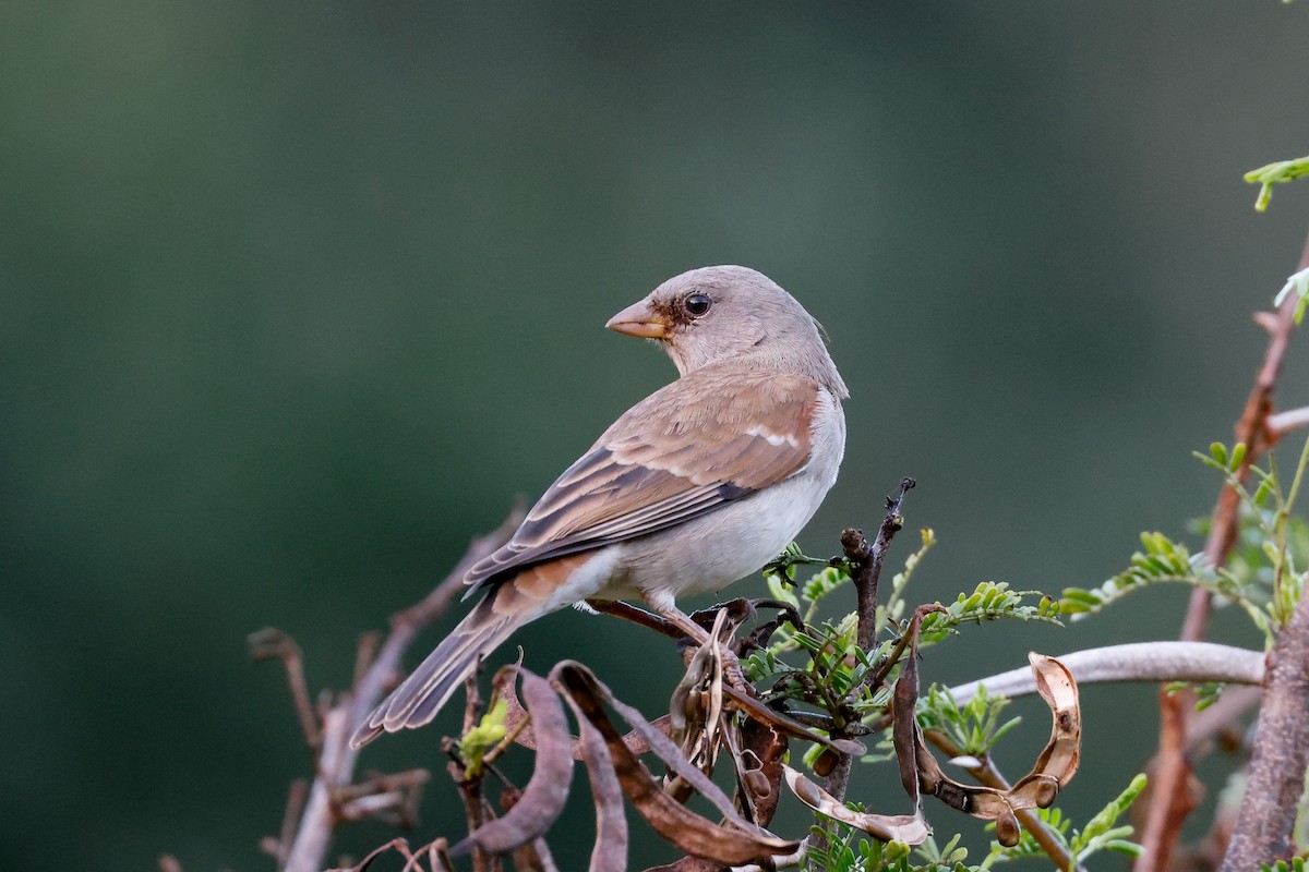 Southern Gray-headed Sparrow - ML619810338