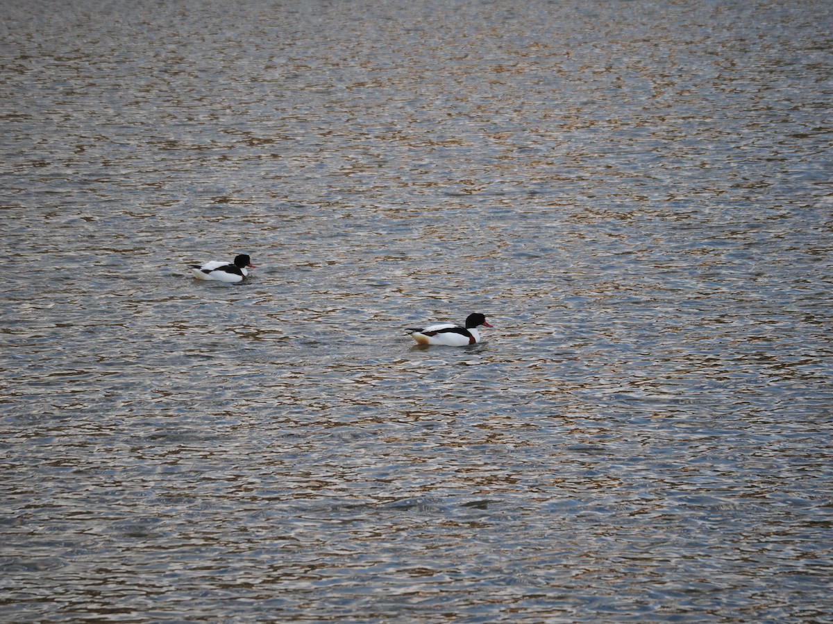 Common Shelduck - ML619810344