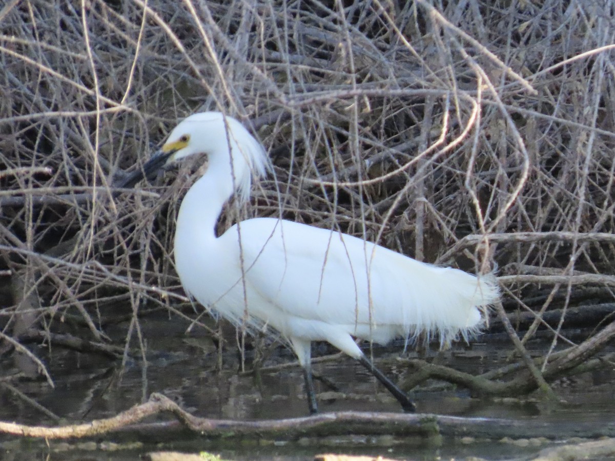 Snowy Egret - ML619810354