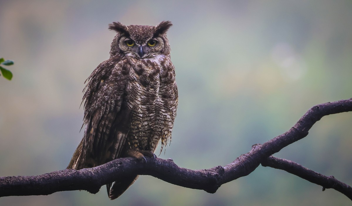 Great Horned Owl - ML619810365