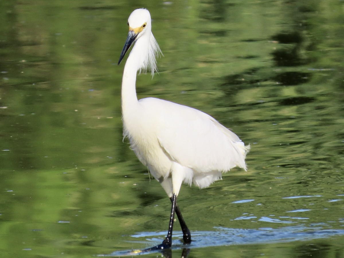 Snowy Egret - ML619810370