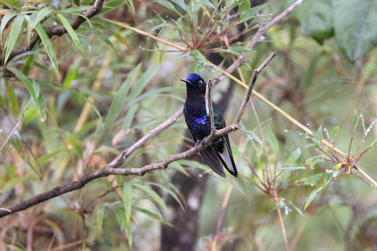 kolibřík hyacintový - ML619810373