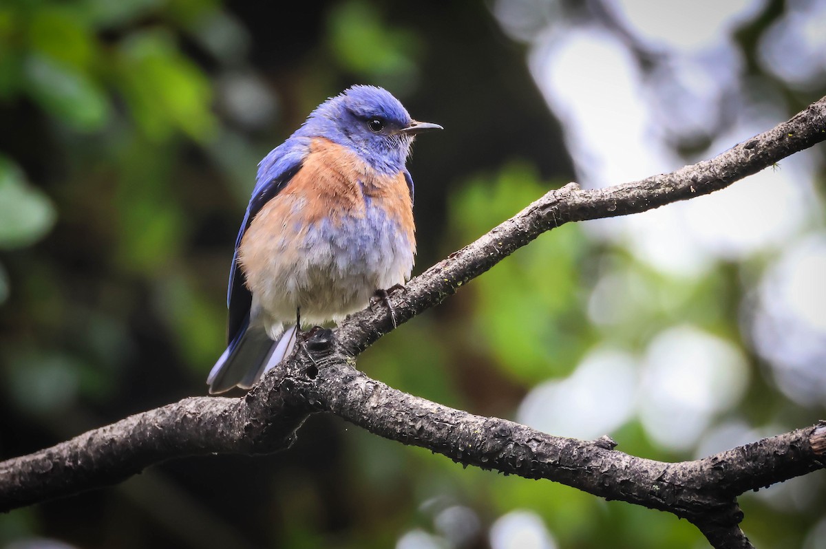 Western Bluebird - ML619810392