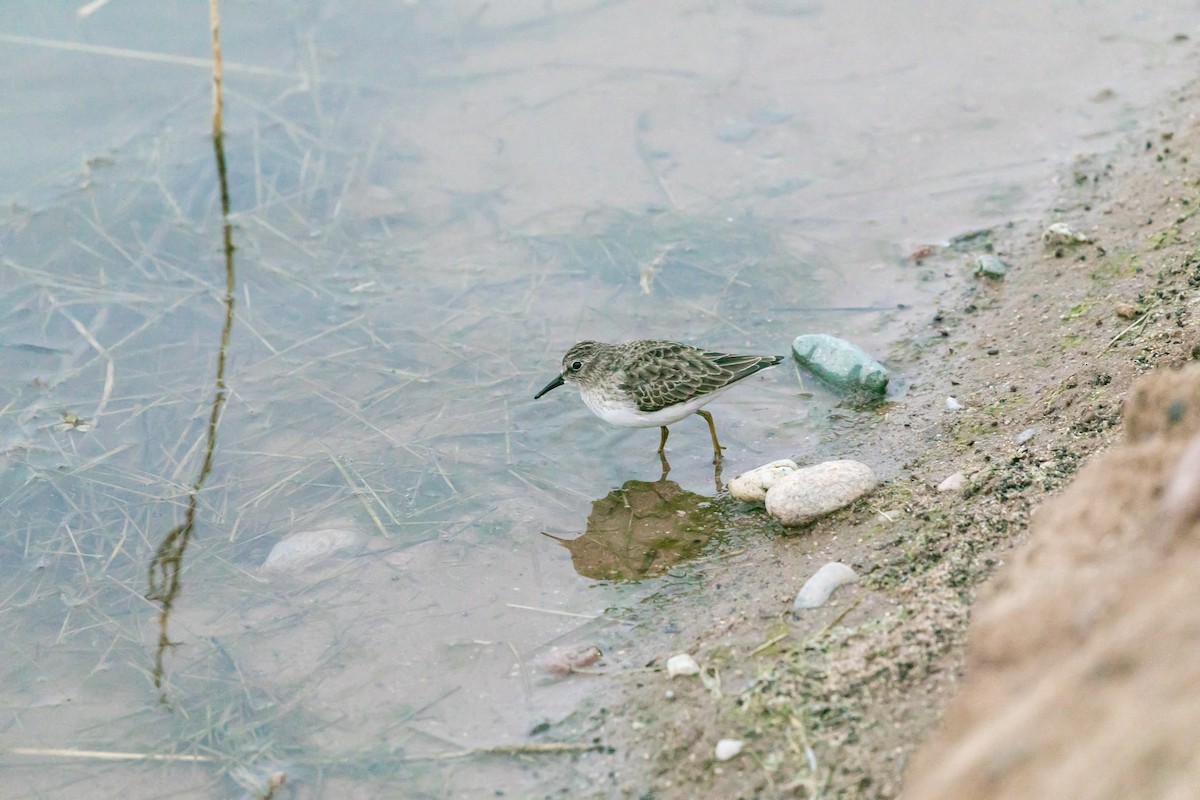 Wiesenstrandläufer - ML619810429