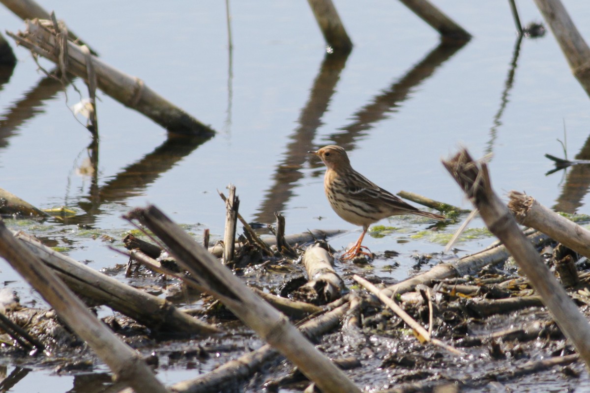 Red-throated Pipit - ML619810433
