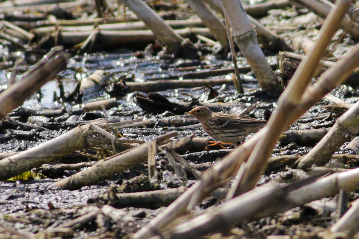 Red-throated Pipit - ML619810434
