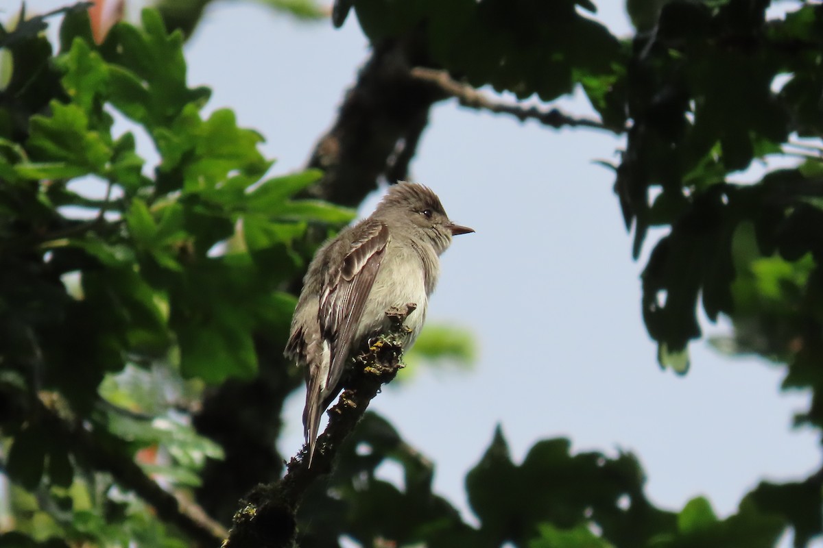 Western Wood-Pewee - ML619810435