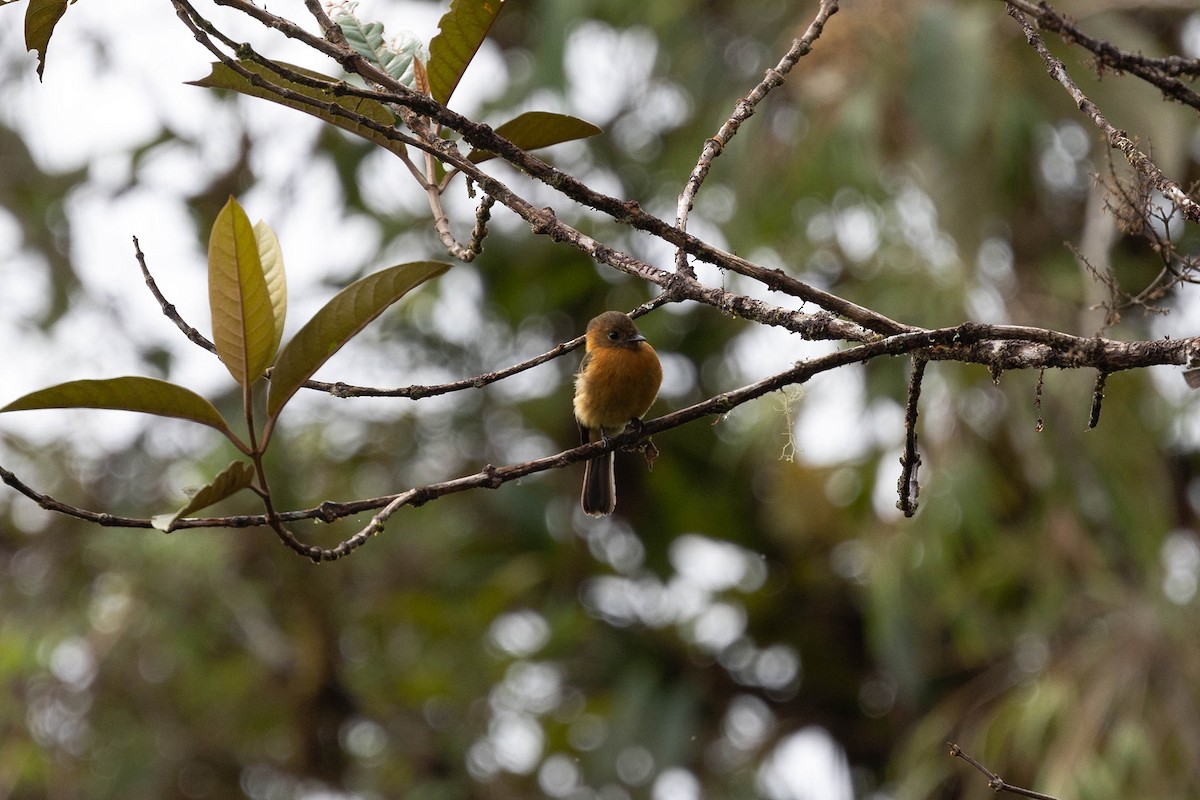 Cinnamon Flycatcher (Andean) - ML619810437