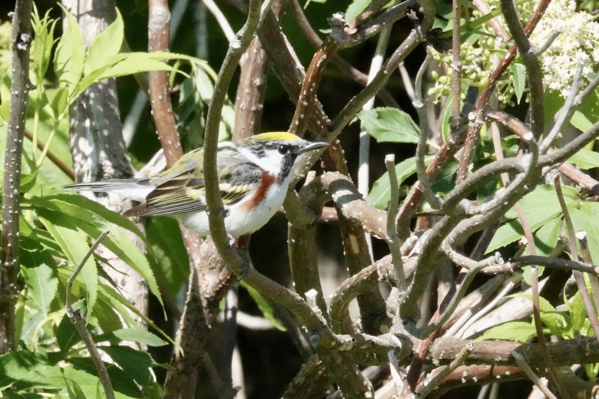 Gelbscheitel-Waldsänger - ML619810440