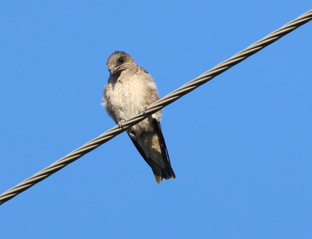 Northern Rough-winged Swallow - ML619810444