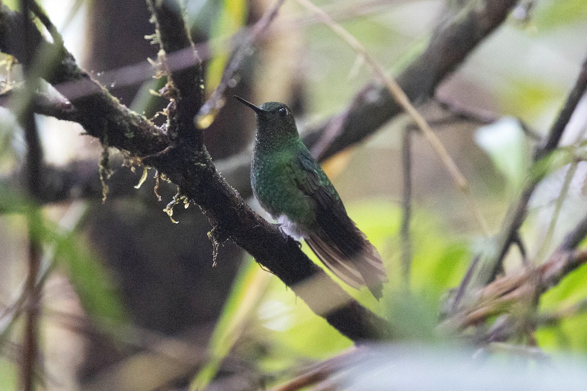 kolibřík zelenkavý - ML619810450