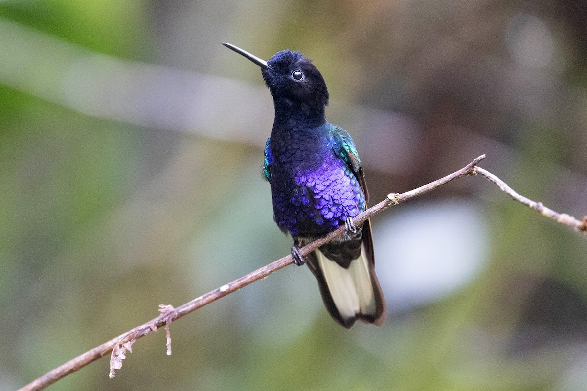 kolibřík hyacintový - ML619810461