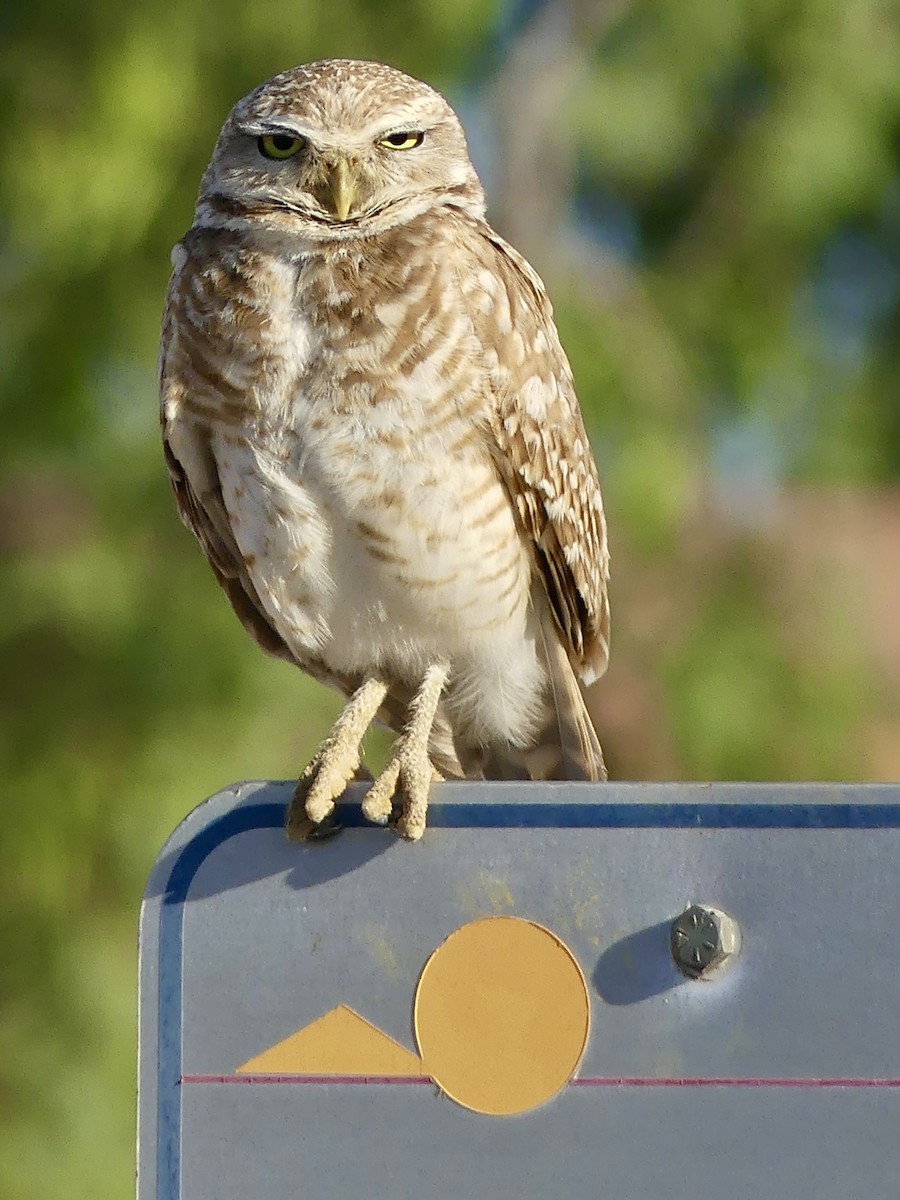 Burrowing Owl - ML619810469
