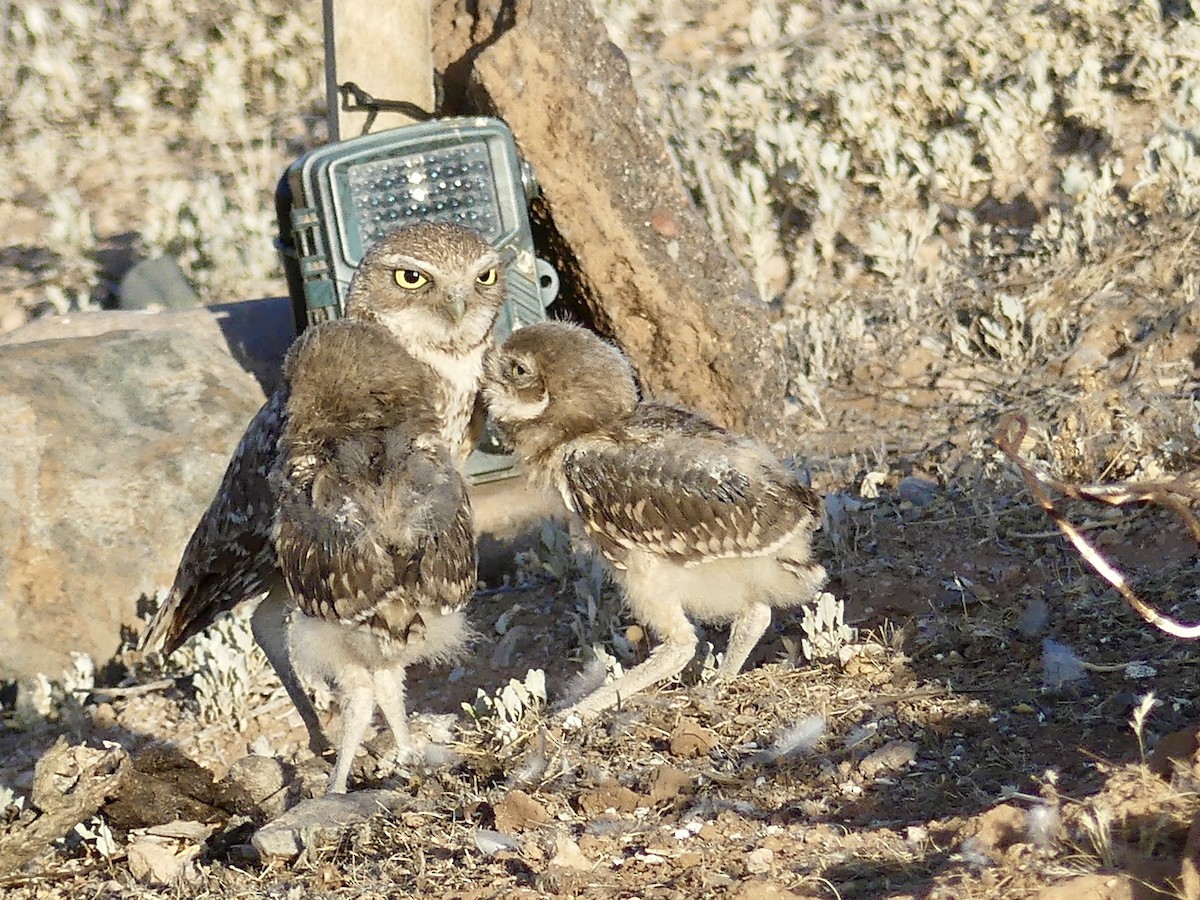 Burrowing Owl - ML619810476