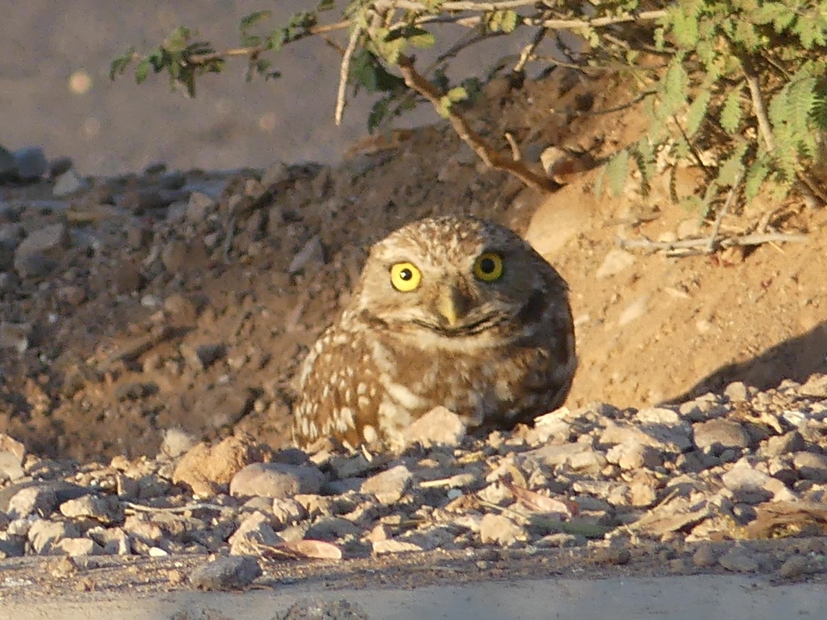 Burrowing Owl - ML619810481