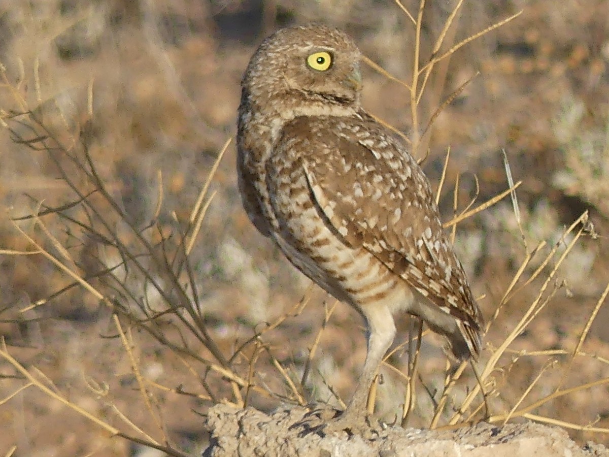 Burrowing Owl - ML619810483