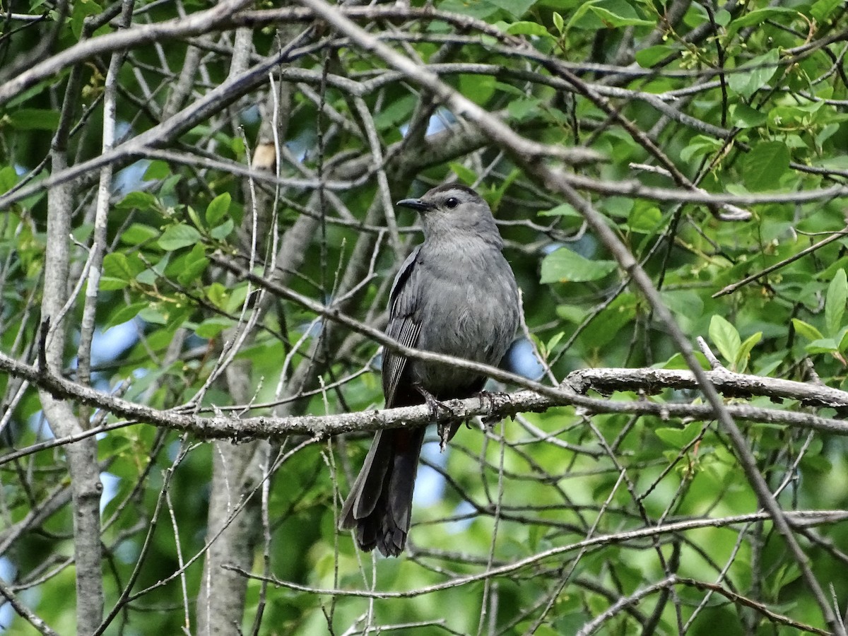 Pájaro Gato Gris - ML619810487