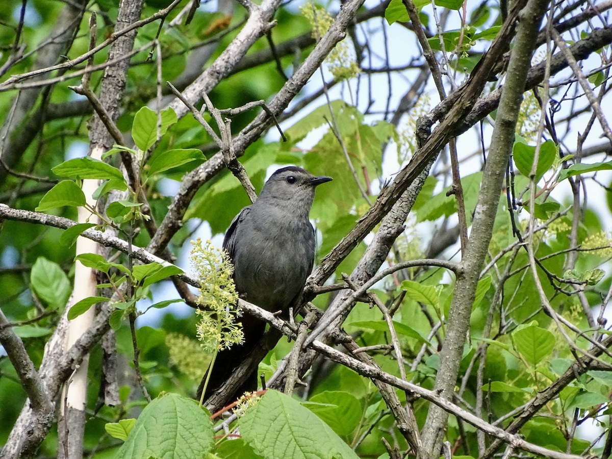 Pájaro Gato Gris - ML619810488